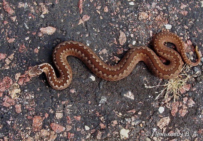 Гадюка ...фото из свободного доступа