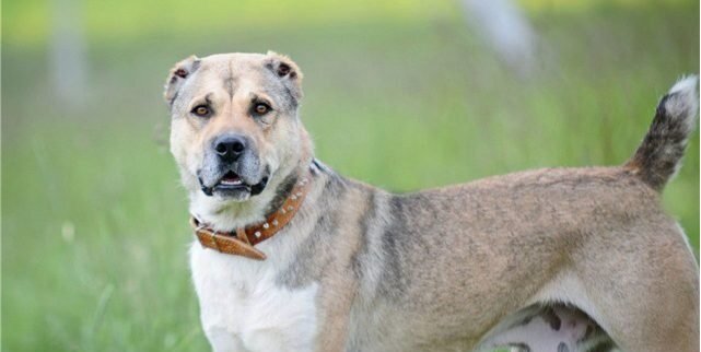 Фото из открытого доступа