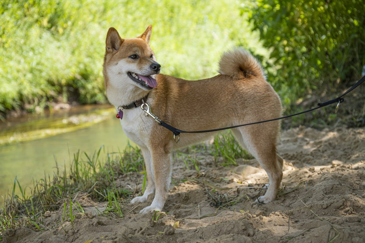Сиба-Ину Legenda Arden Ohara Shindzhu