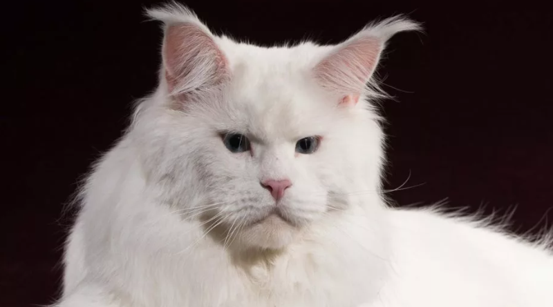 Белый мейн-кун — один из самых редких окрасов.