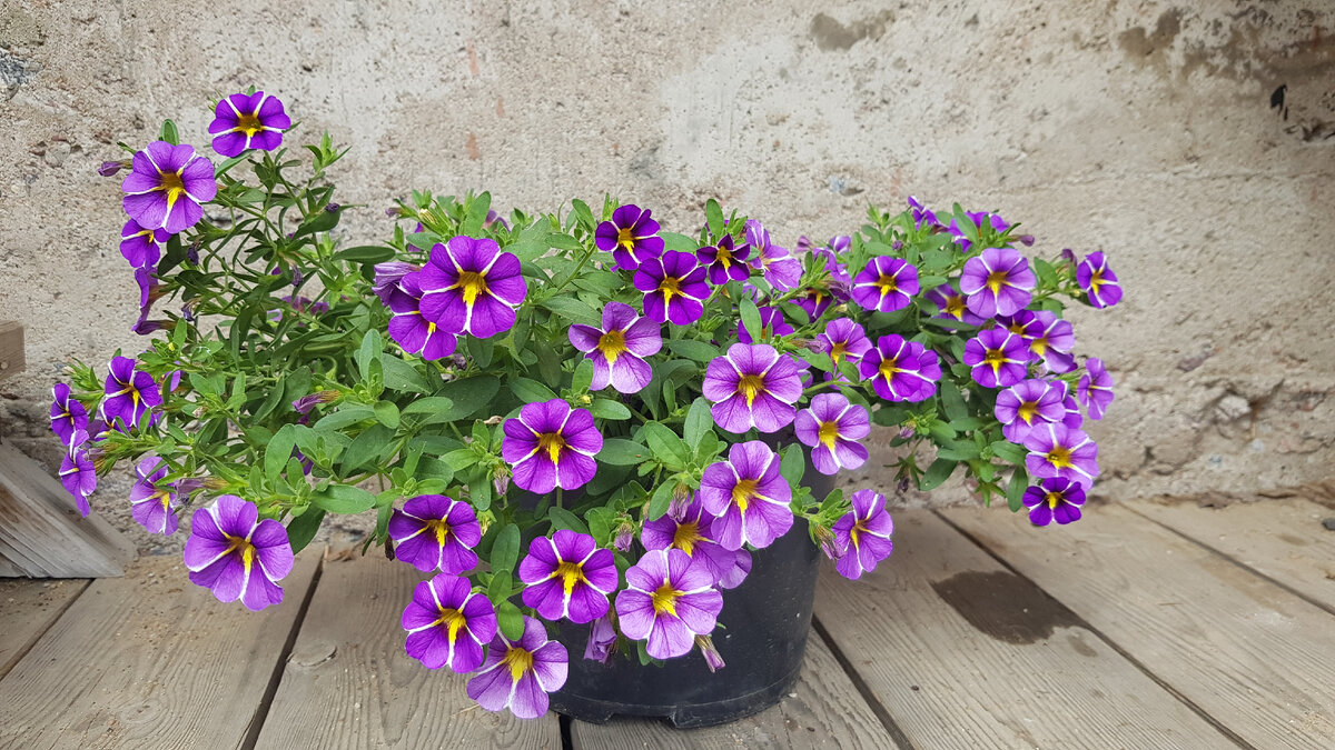 Петуния Petunia Galaxy Lilac 128