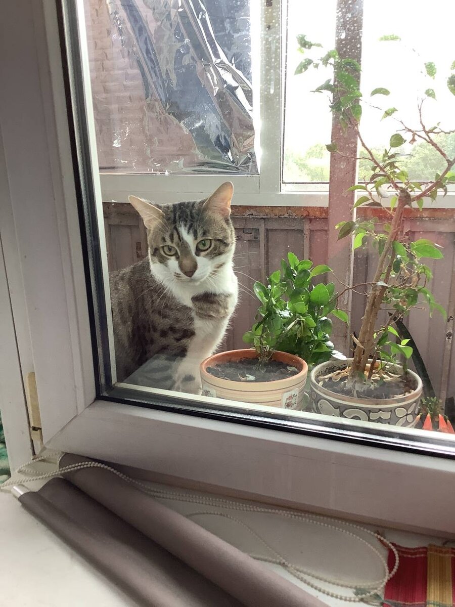 Бутуз пасётся у горшков