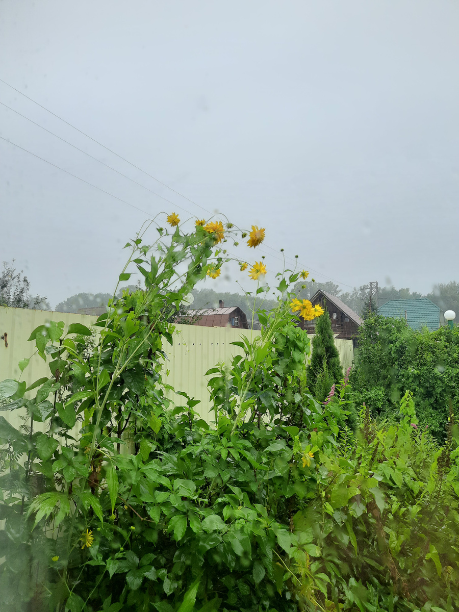 Вид из окна