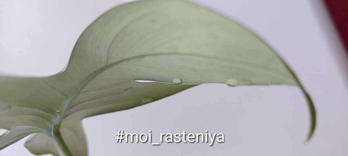 Moi_rasteniya 