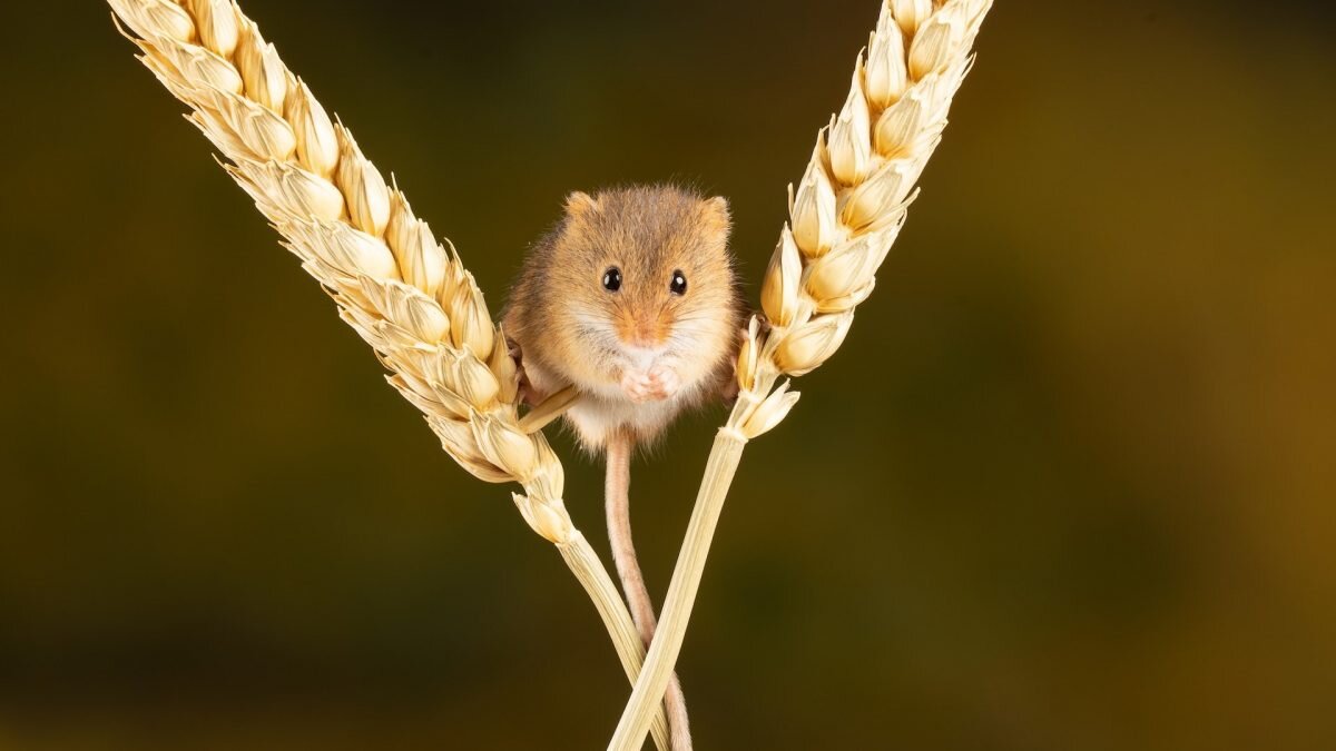    Фото: Unsplash Август Макаров