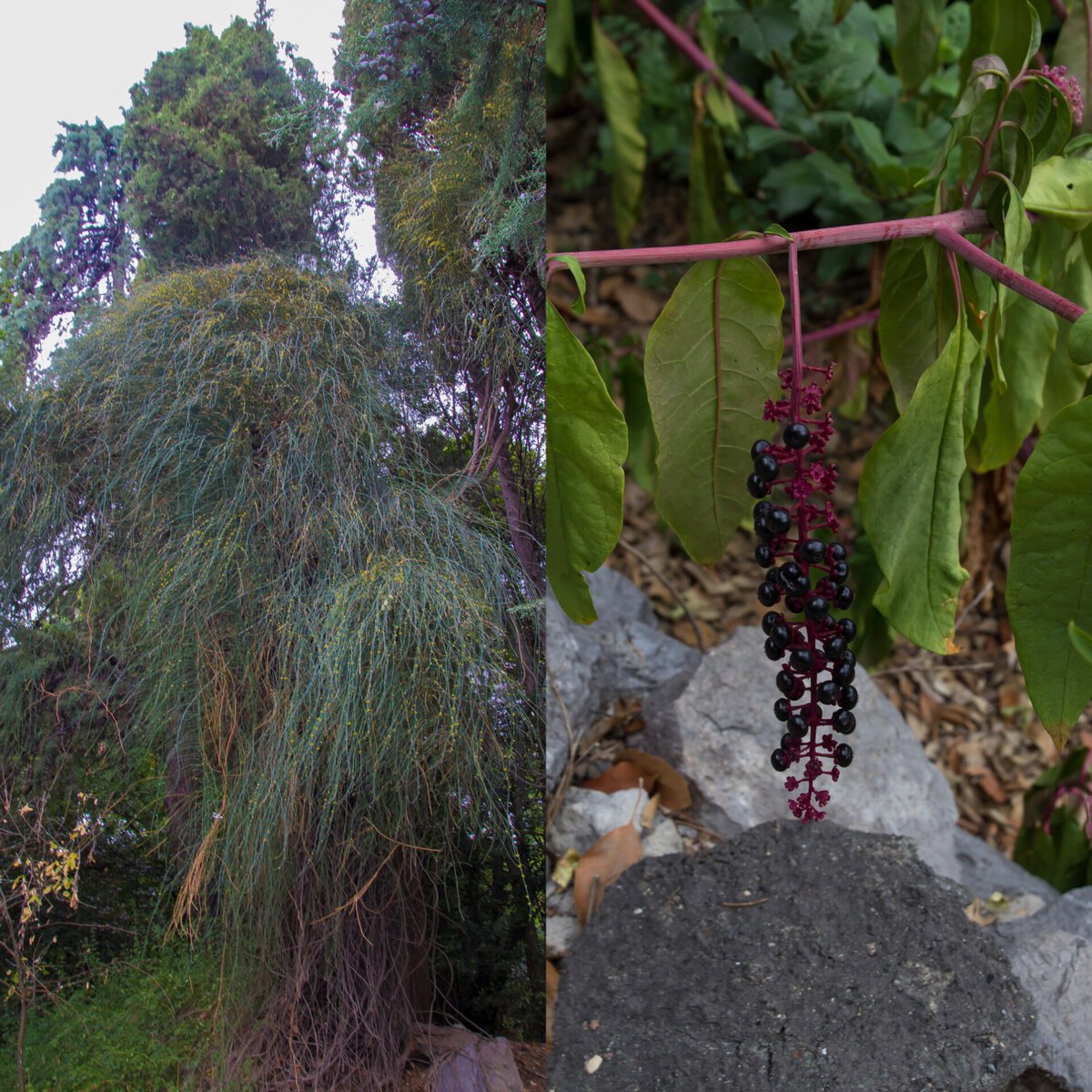 Лаконос  американский