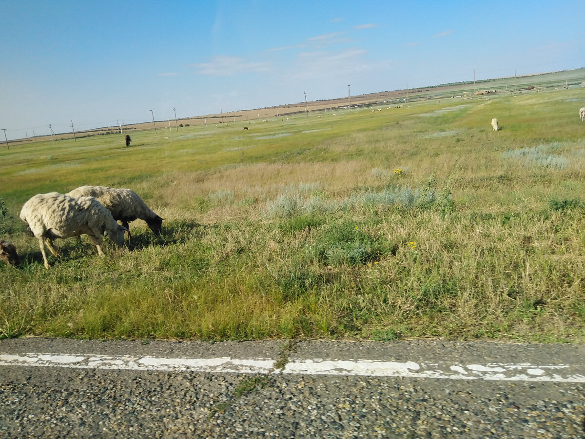 Овцы - мелкий рогатый скот