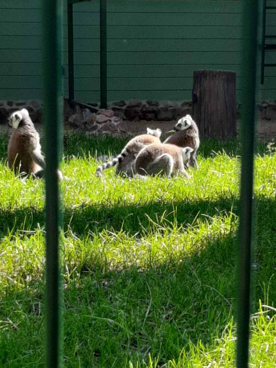 лимпопо зоопарк в нижнем новгороде