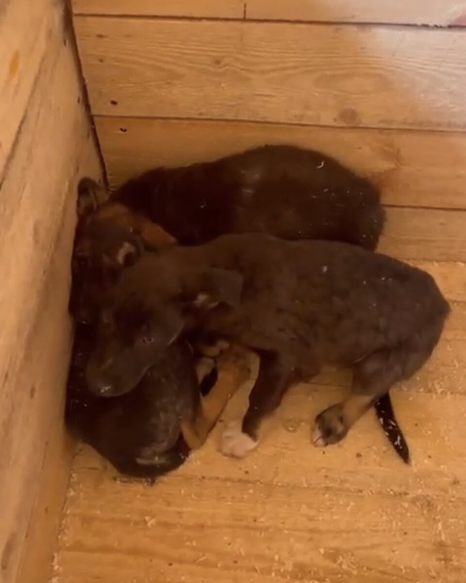 В карантине щенки пребывали по 3 на вольер.