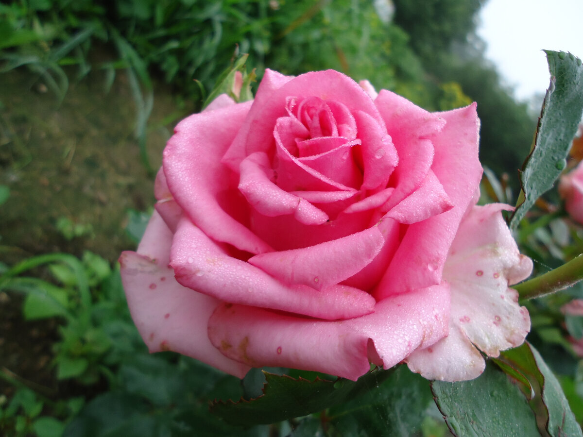 Цветок розы Пинк Флойд на укорененном черенке