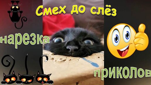 Свежая нарезка приколов с котами! Смешная озвучка!