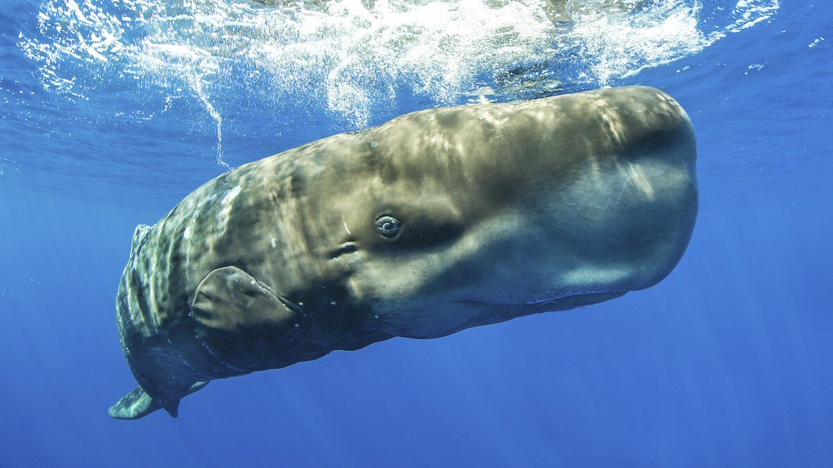    Не заигрывайте с кашалотом