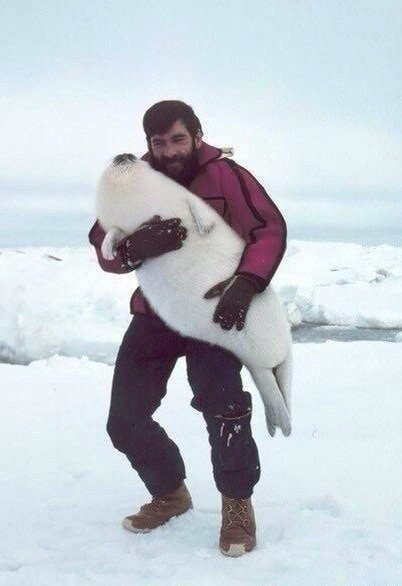 Желание погладить маленького тюленя.