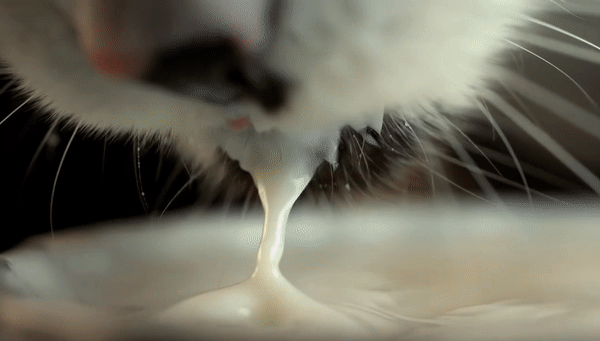 Почему кошки пьют воду аккуратно, а после собаки всё вокруг мокрое?