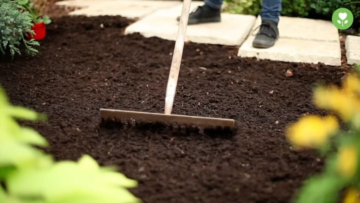 Тщательная подготовка места для клубники - залог её здоровья и урожайности