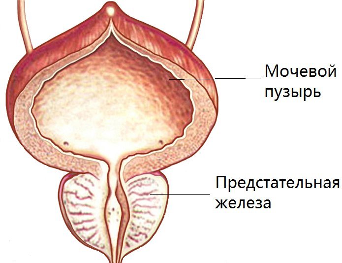 Предстательная железа это простата