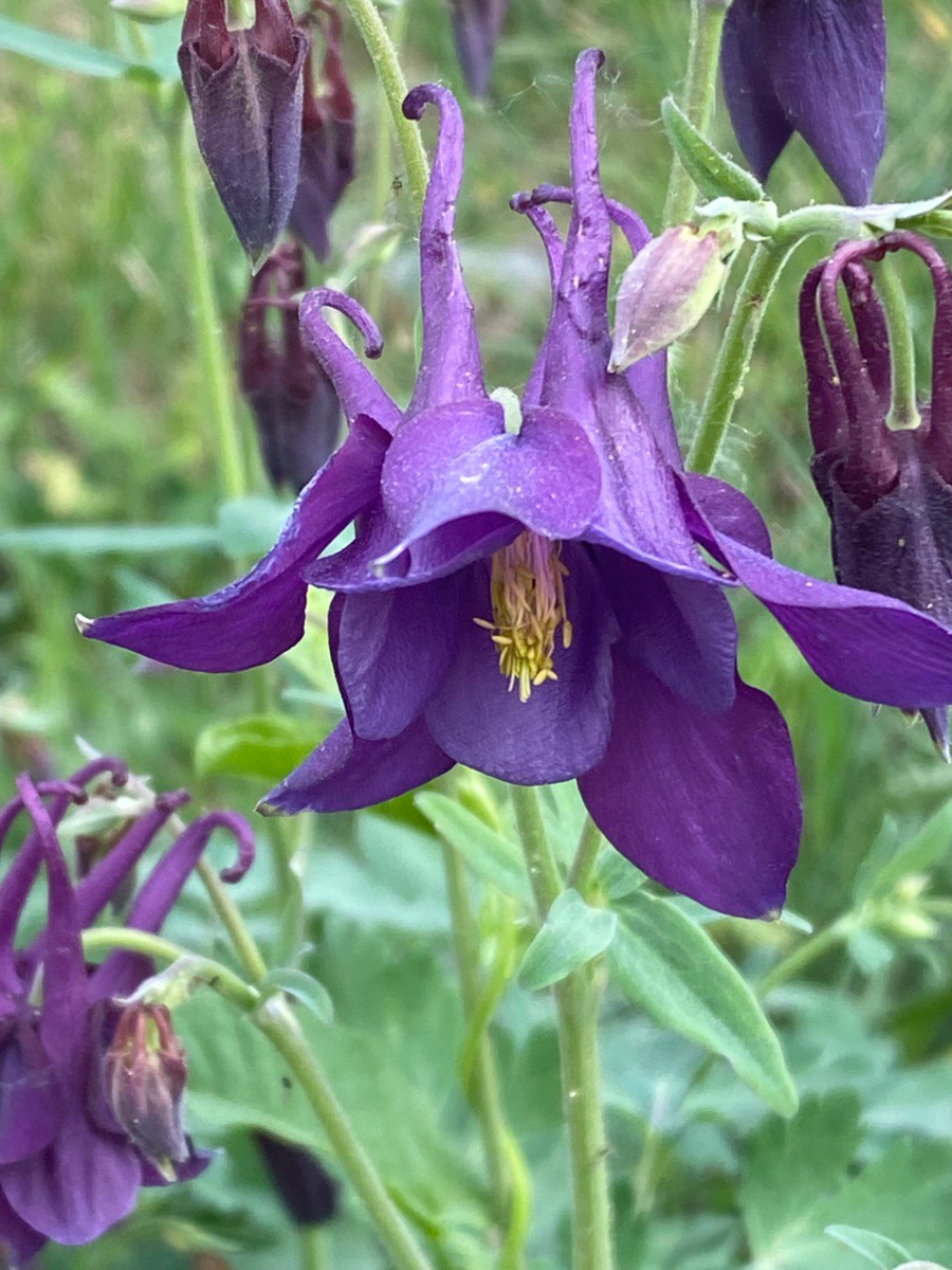 мои колокольчики