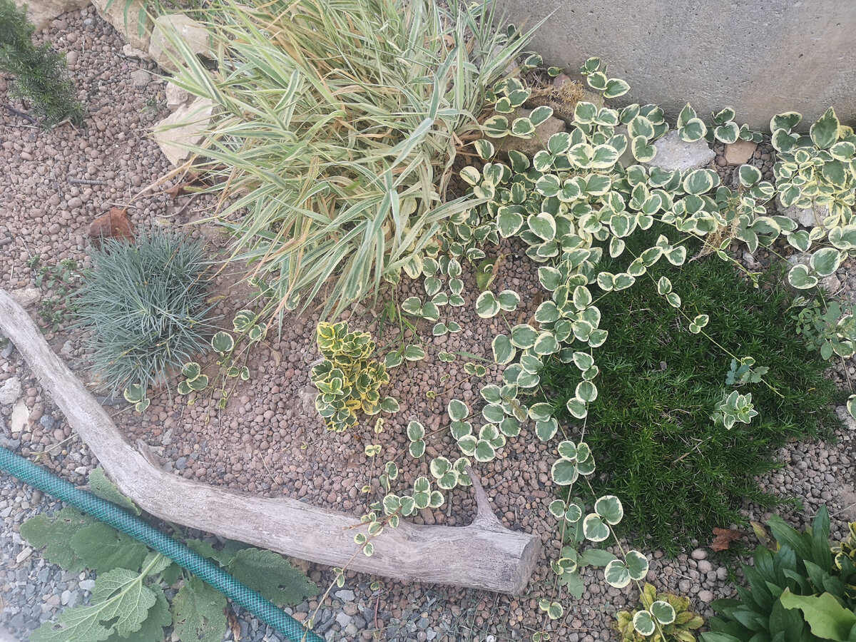 Растения отлично чувствуют себя с керамзитом