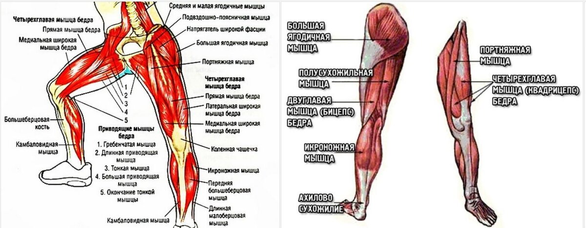 Приводящие мышцы бедра триггерные точки