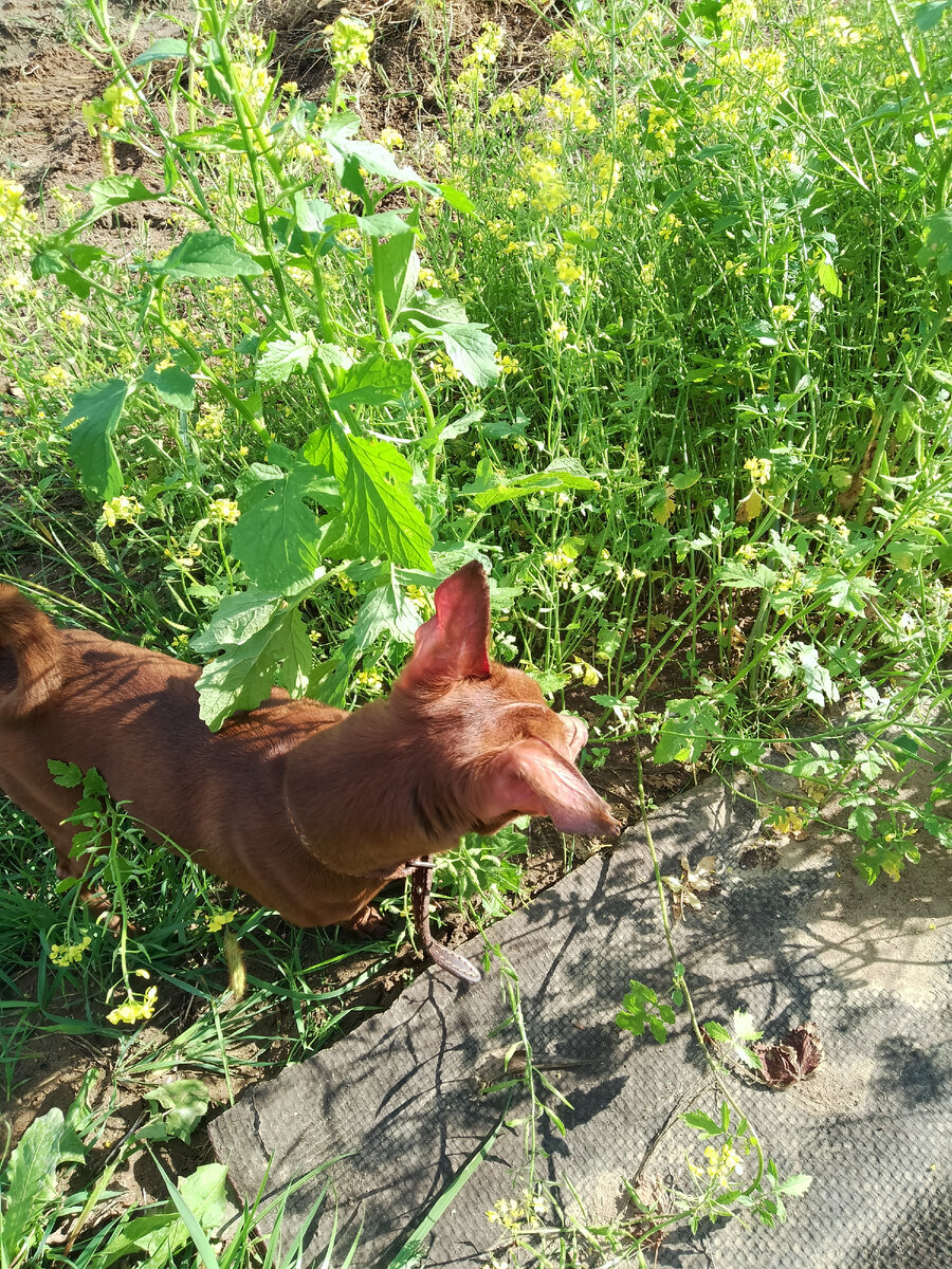 Гоняется за мухами, осами