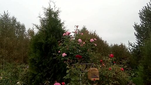 Второе цветение роз.Не юг(Чем кормлю перед зимой.Излишки продаю.