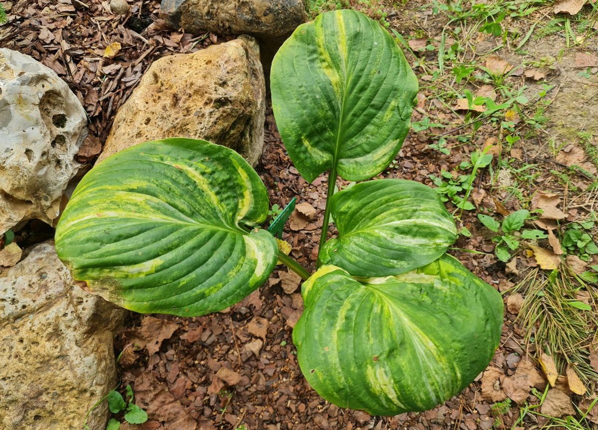 Добавьте описание