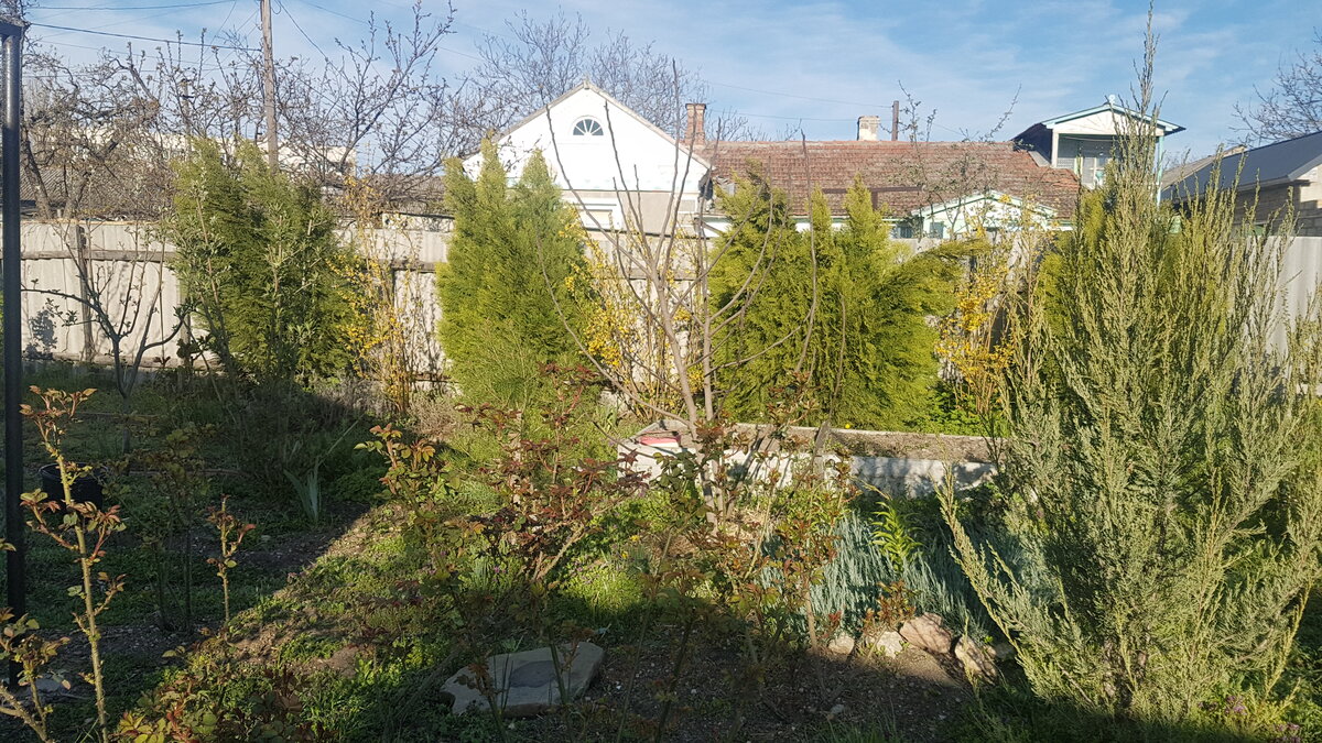 Инжир - в центре. Извините за качество снимка. 5 часов утра, очень яркое солнце. Фото Е.Миговой