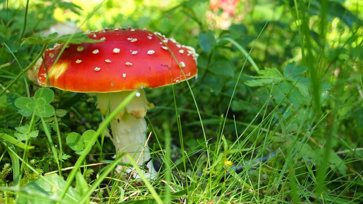 Мухомор красный (Amanita muscaria – лат.)