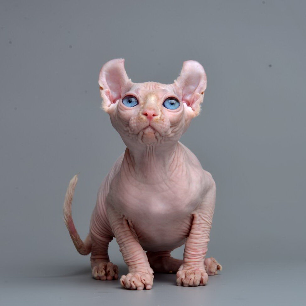 Эльф: порода кошек - фото, описание, характеристики, характер