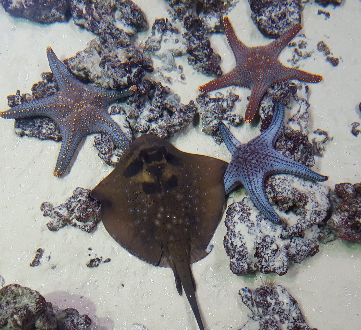 Синеточечный хвостокол Кюля в окружении морских звезд