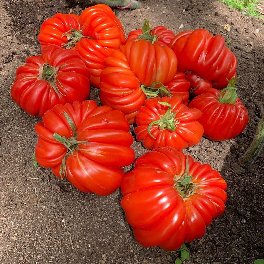 Вот такую Нину выращивают  на Камчатке.  Фото @green_house41