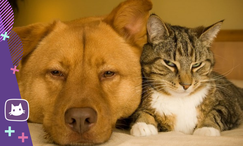 Преимущества собак