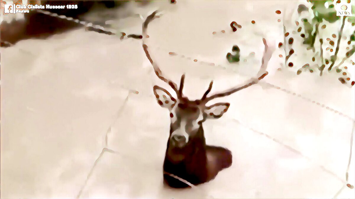 Олень, провалившийся в яму 