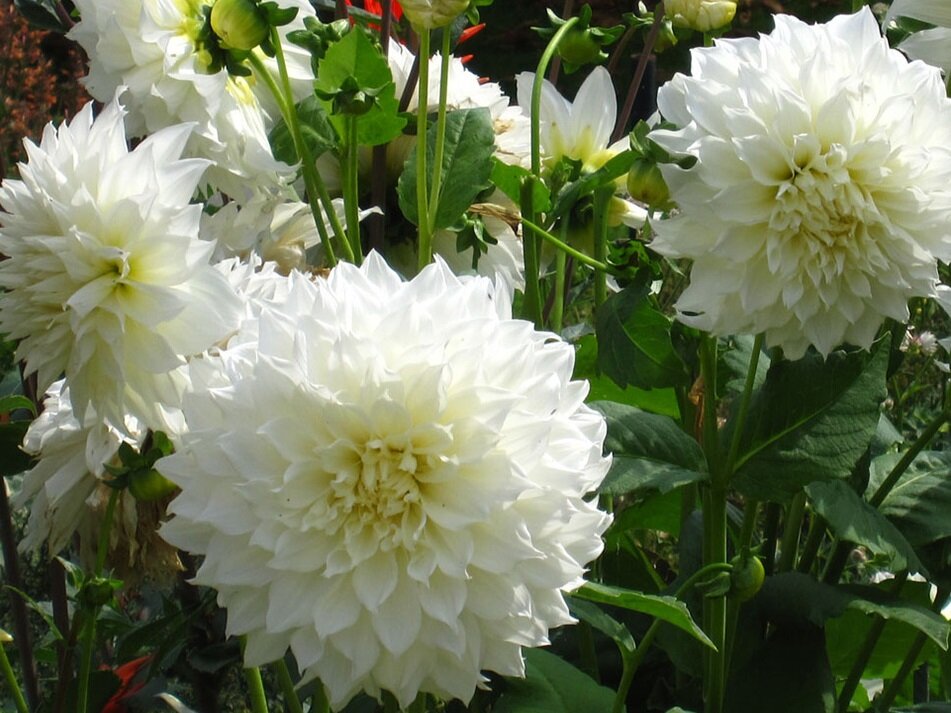 фото из интернета