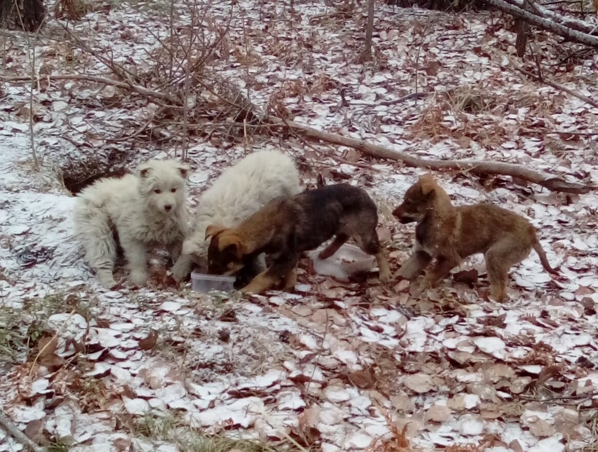 лесная семейка собачек