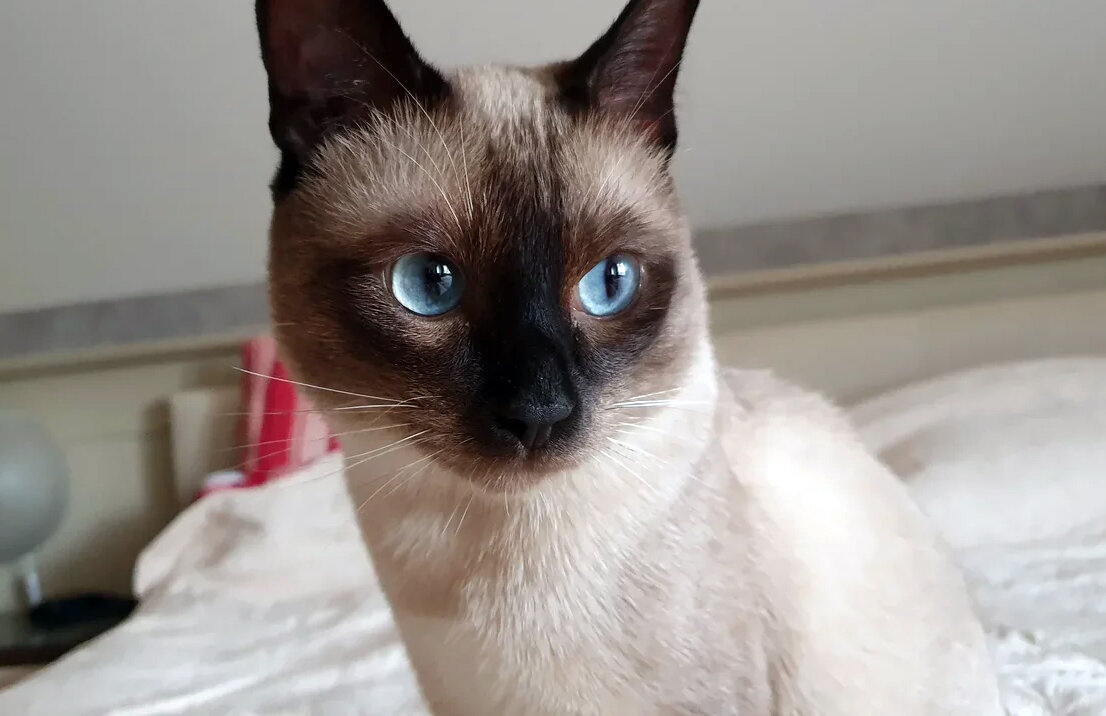 Котоблог телеграмм. Котоблог. кот тиша. котоблог степа. котоблог котоблог.