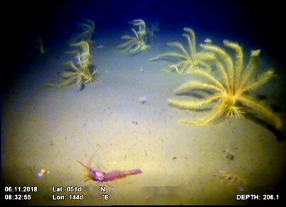 Креветка из сем. Pandalidae (судя по окраске, это Чилим, промысловый вид)