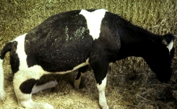Болезни копыт у коров и их лечение причины, как и чем лечить | Спаси Господи | Дзен