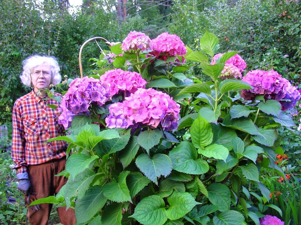 Татьяна Попова со своей гортензией. Фото: http://hydrangea.ru/