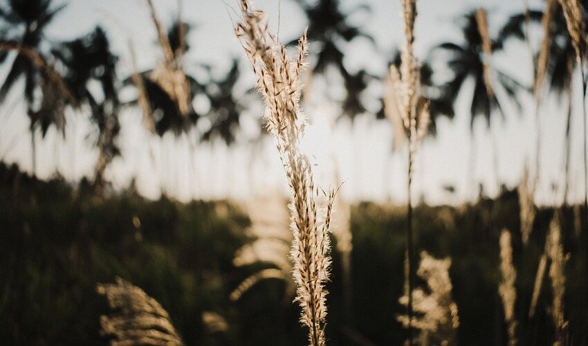 Фото с сайта pixabay.com
