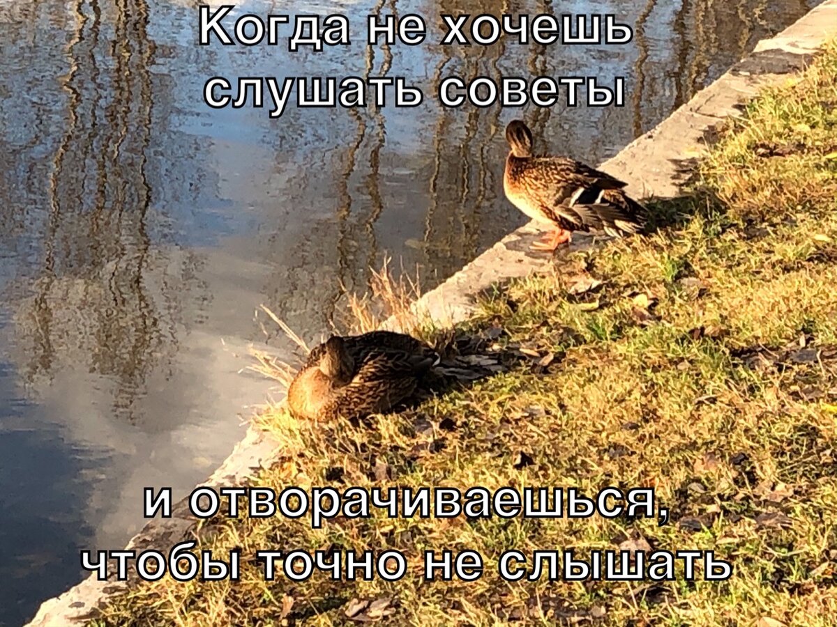 Очень горделивые уточки)