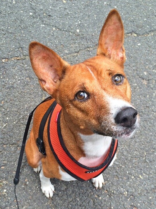https://pixabay.com/photos/dog-basenji-animal-pet-cute-2375365/