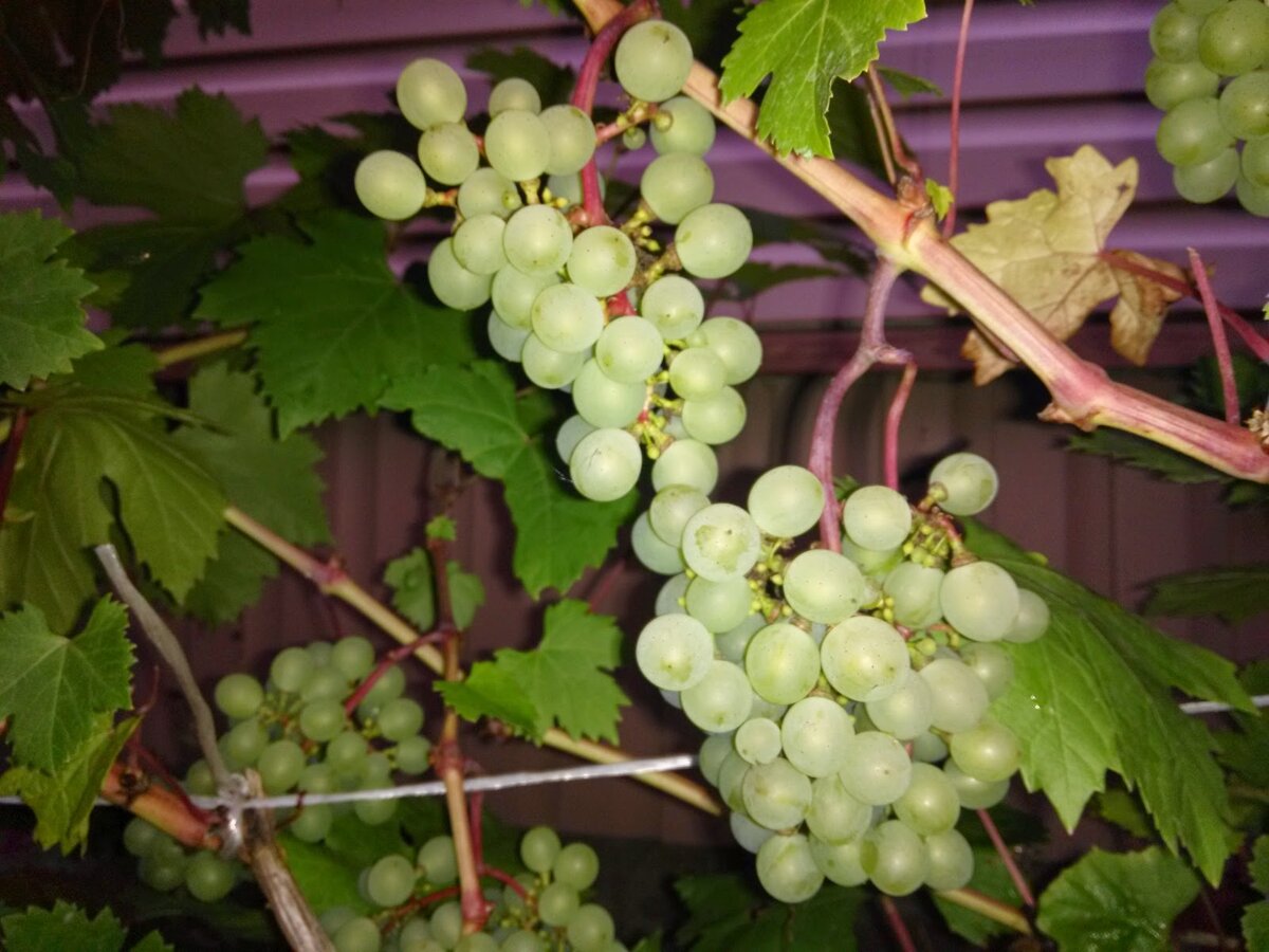 Виноград выращенный в условиях Ленинградской области. Фото сделано 30 августа 2014 года.