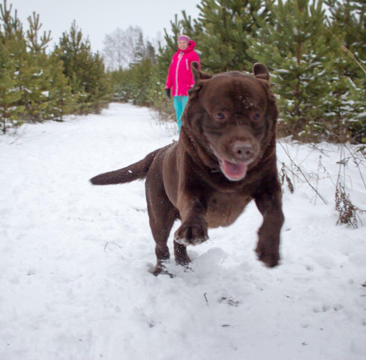Когда Персей бежит - вся земля дрожжит