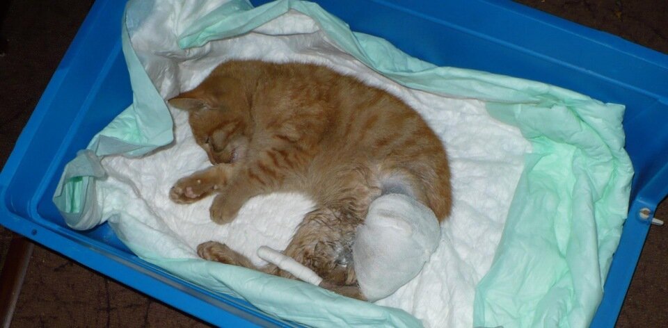 Фото ДО операции не прикладываю.