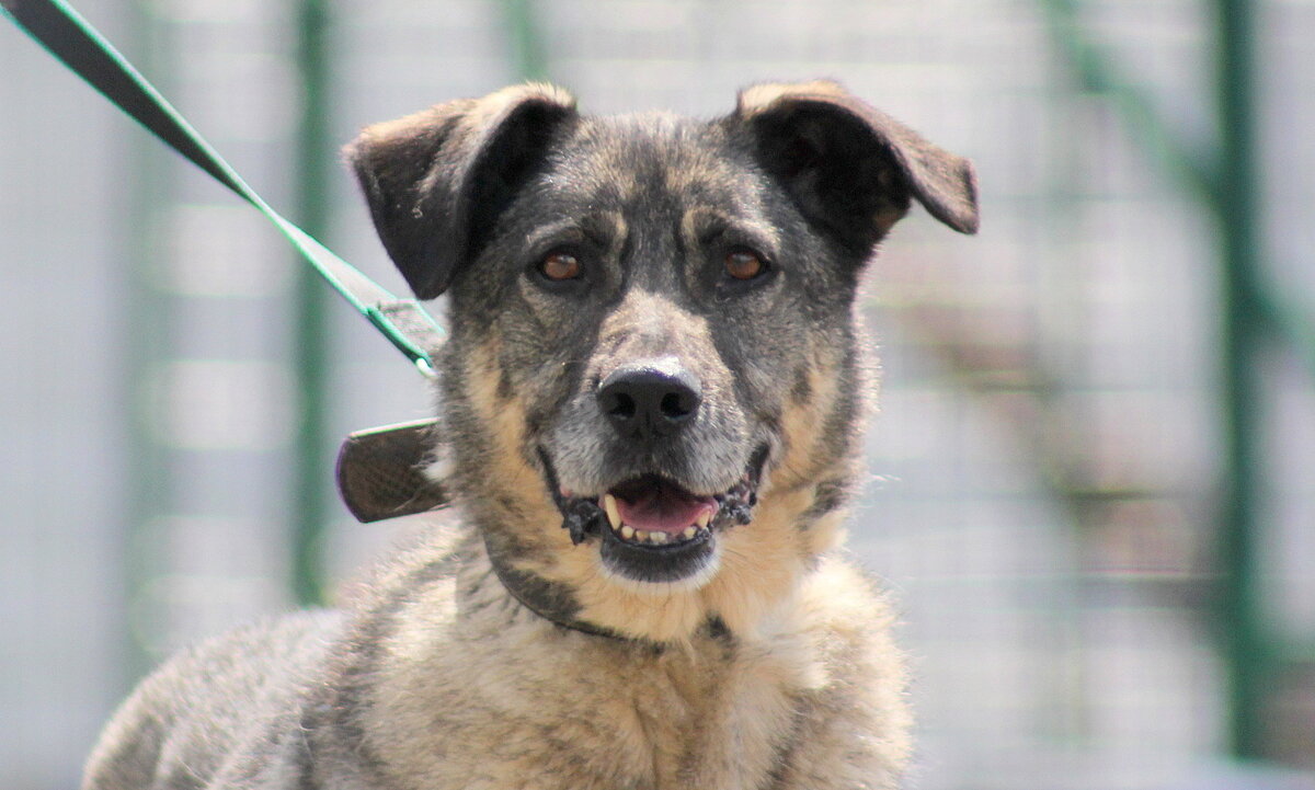 Граун приют Солнцево