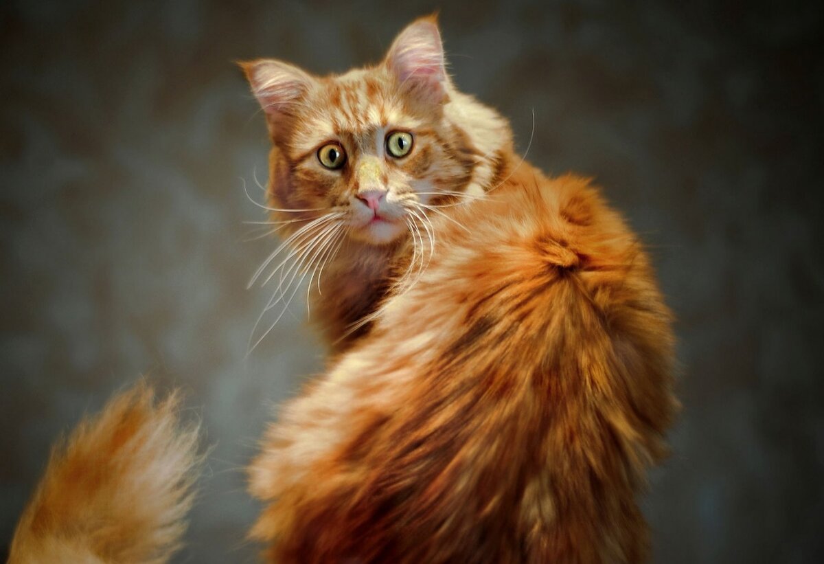 "Кто-кто у вас будет? Гости?!"