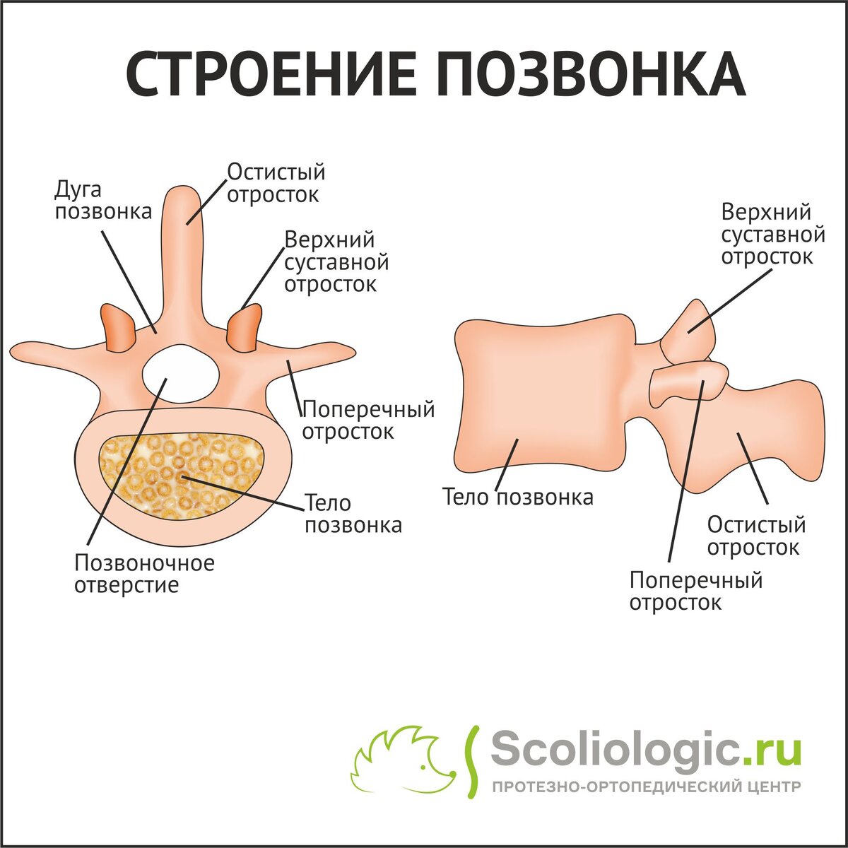 Строение позвонка рисунок. Схема строения позвонка. Строение типичного позвонка анатомия. Верхний суставной отросток позвонка. Поясничный позвонок строение анатомия.