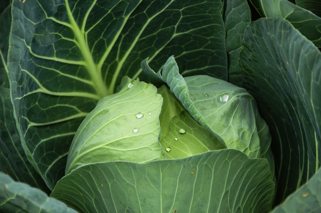 Сорт белокочанной капусты Грин Флэш