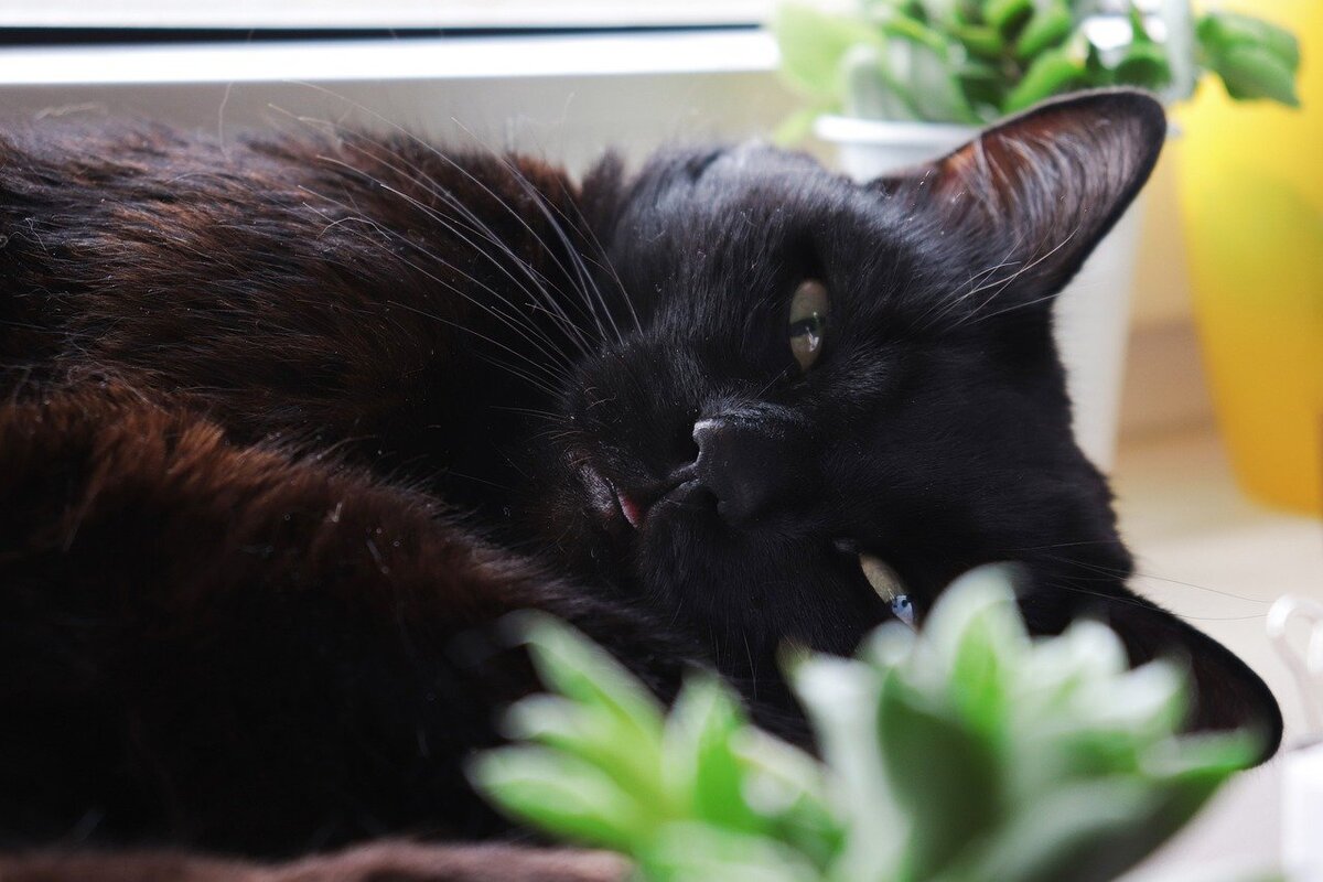 Фото Elena Rozzuvaeva с сайта Pixabay 